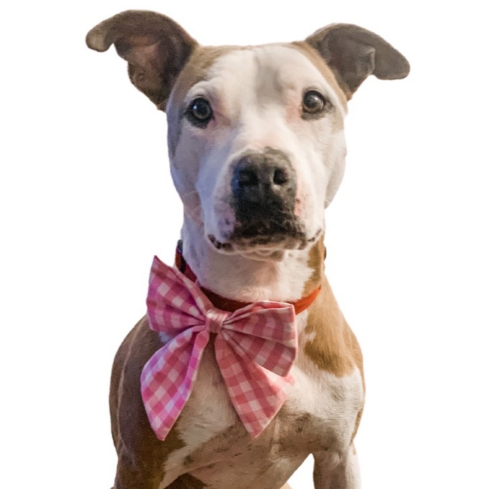 Pretty Pink Gingham Dog Bow.
